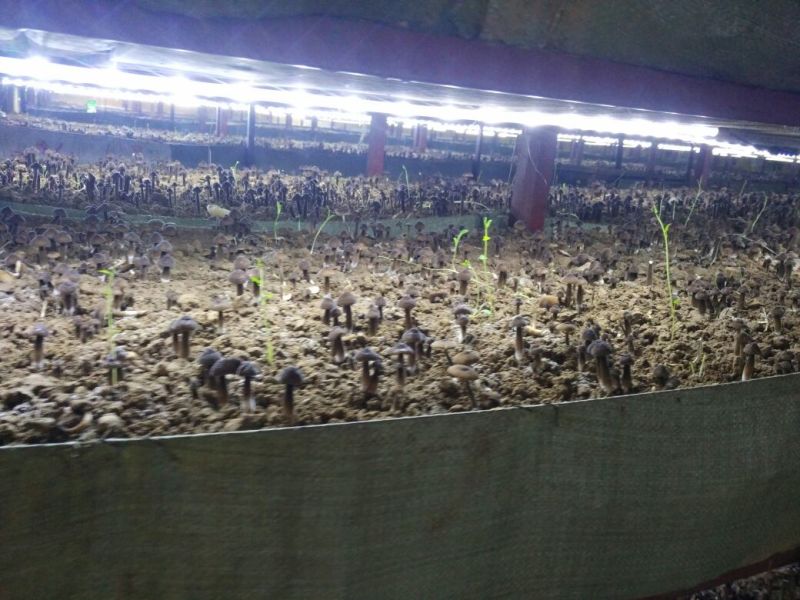 黑皮鸡枞菌