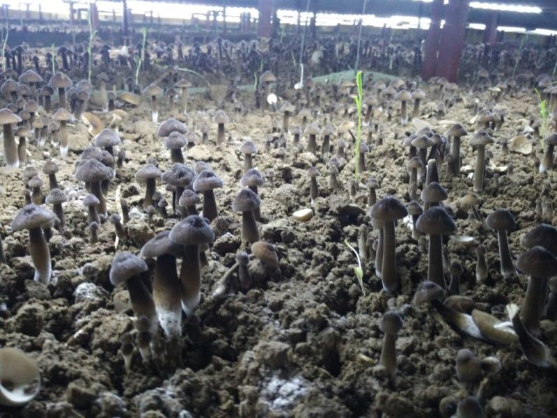黑皮鸡枞菌