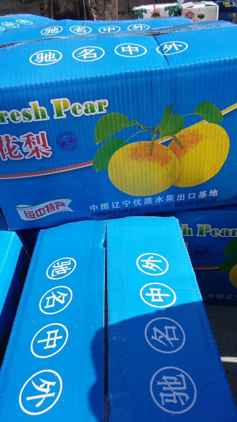 绥中白梨开始收购。。。。