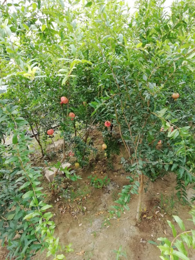 基地现货突尼斯软籽石榴苗，泰山红石榴苗，品种纯正