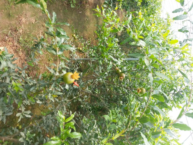 基地现货突尼斯软籽石榴苗，泰山红石榴苗，品种纯正