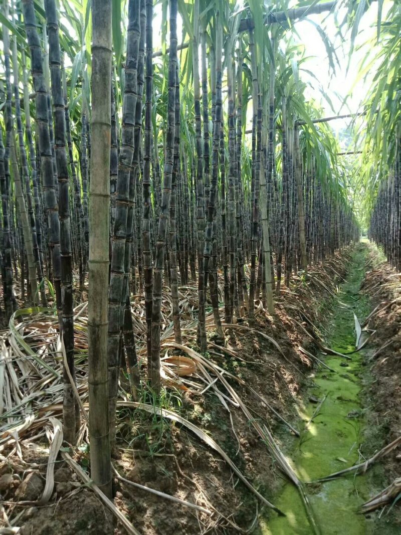 广西甘蔗大量市中欢迎新老客