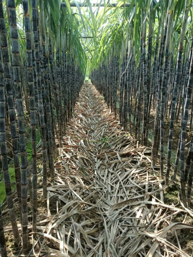 广西甘蔗大量市中欢迎新老客