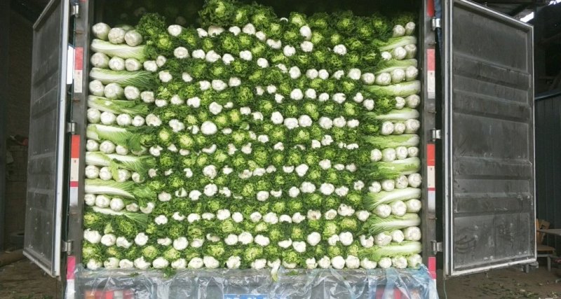 秋绿60白菜（青麻叶）产地批发，价格从优
