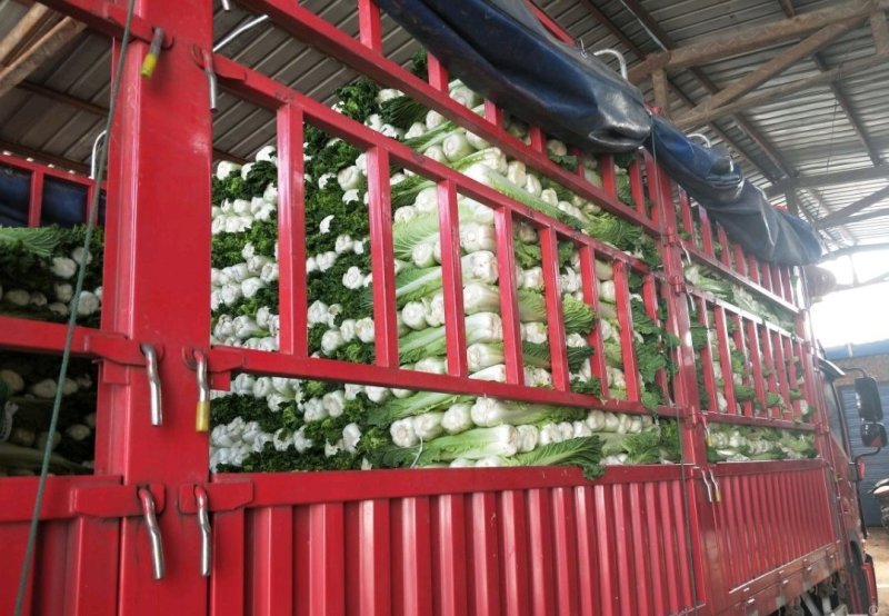秋绿60白菜（青麻叶）产地批发，价格从优
