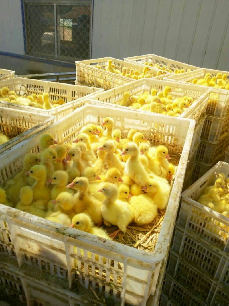 鹅苗朗德鹅