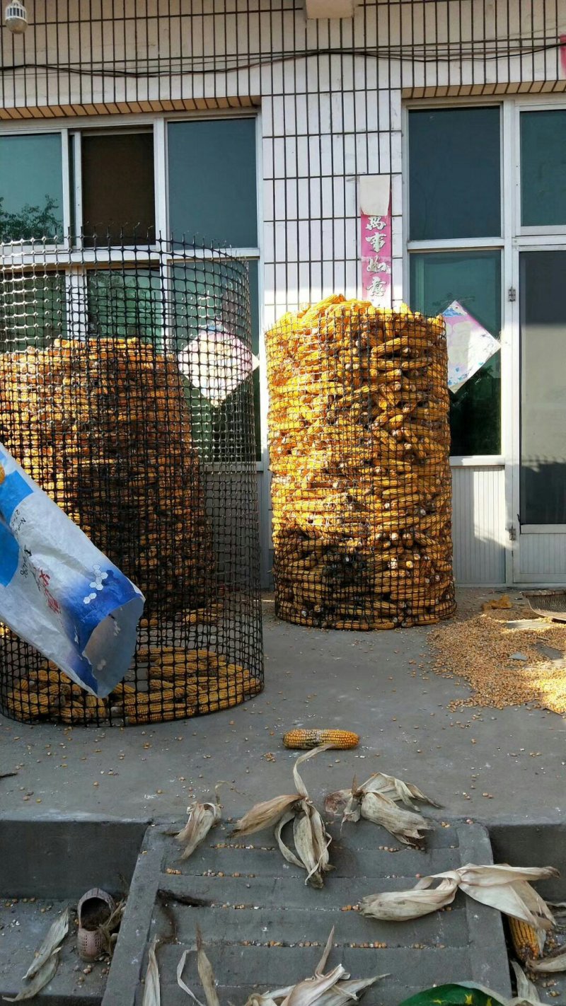 全国包邮圈玉米围网圈棒子网圈苞米网塑料网格防护网拦鸡网