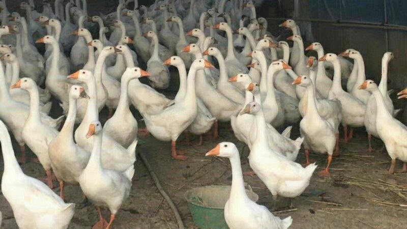 鹅苗狮头鹅苗