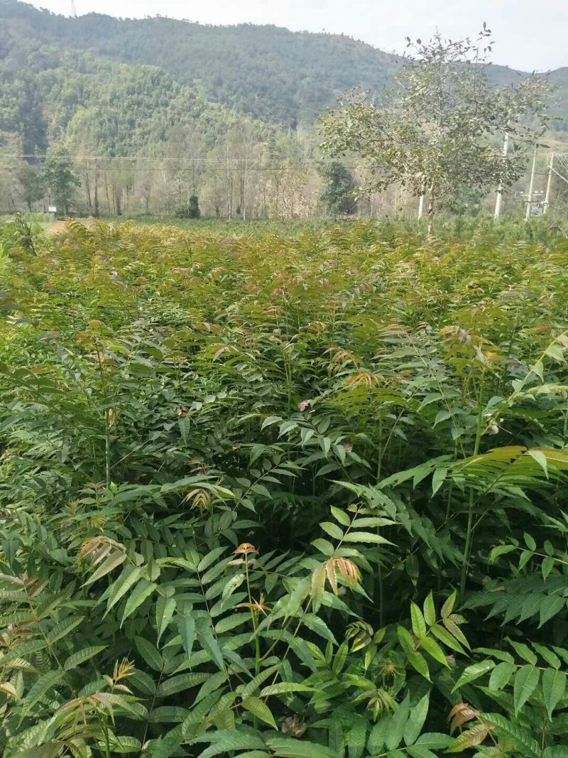 香椿苗