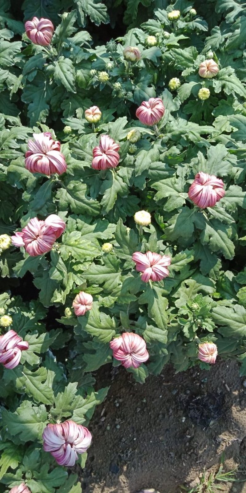菊花