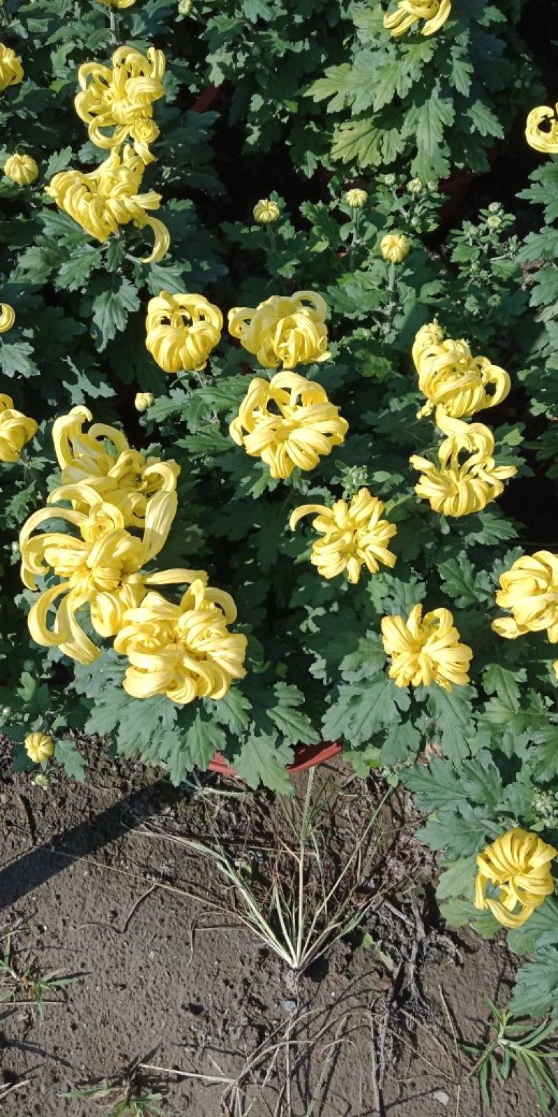 菊花