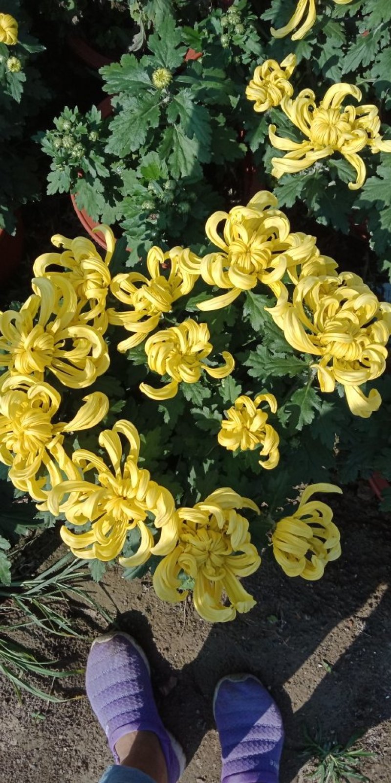 菊花