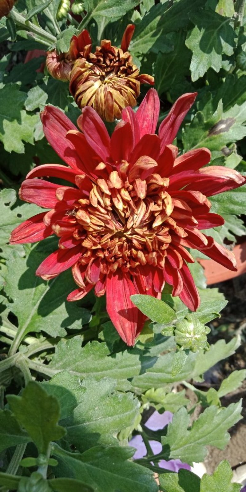 菊花