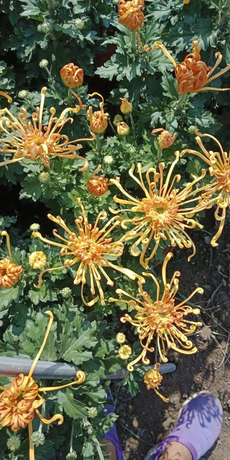 菊花
