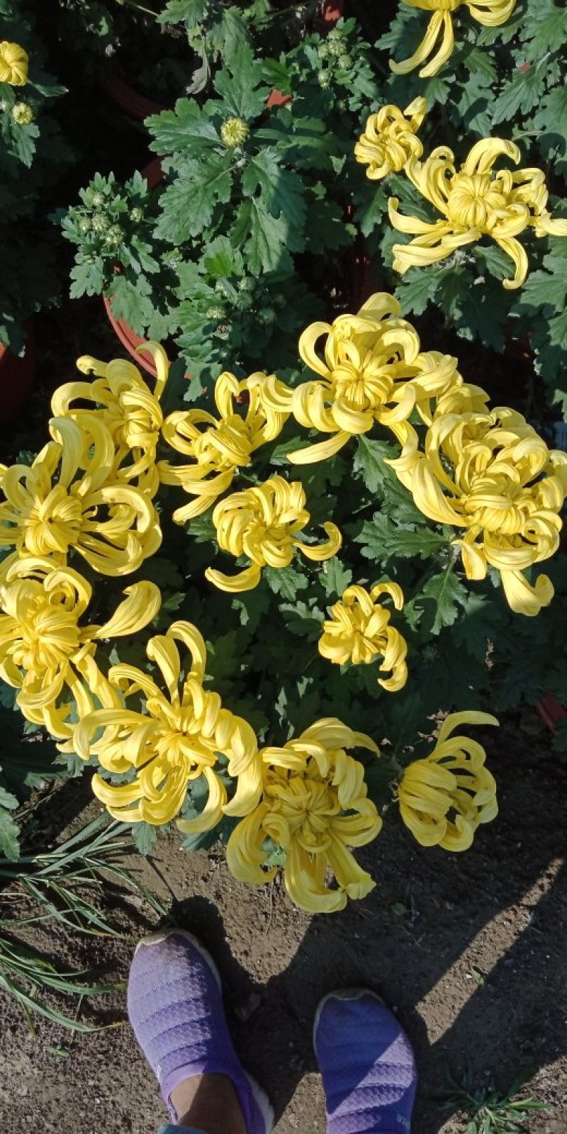 菊花