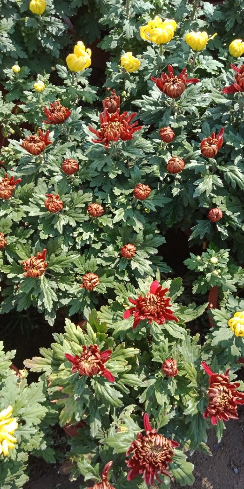 菊花
