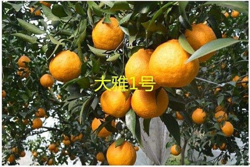 柑橘苗
