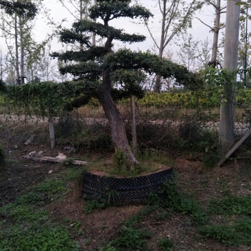 造型树