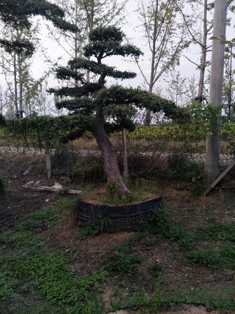 造型树