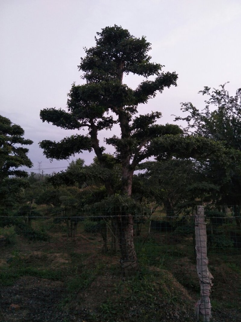 造型树