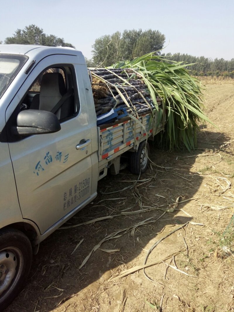 黑皮水果甘蔗
