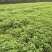 小叶茼蒿
