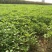 小叶茼蒿