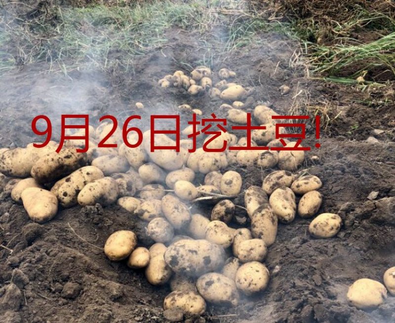 富硒火山岩土豆限量！