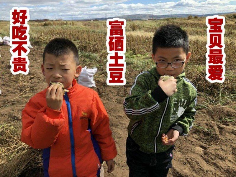 富硒火山岩土豆限量！