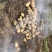 富硒火山岩土豆限量！