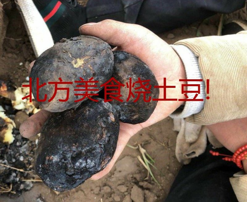 富硒火山岩土豆限量！