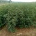 供应优质大红袍狮子头花椒苗量大优惠300万