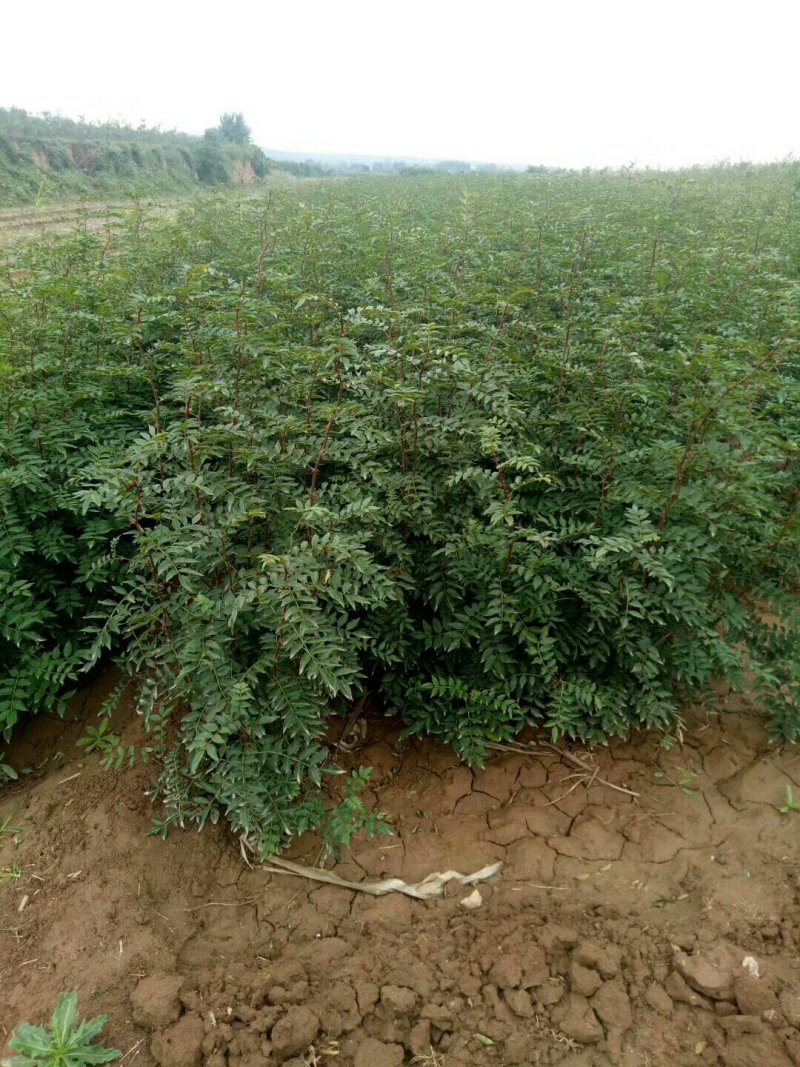 供应优质大红袍狮子头花椒苗量大优惠300万