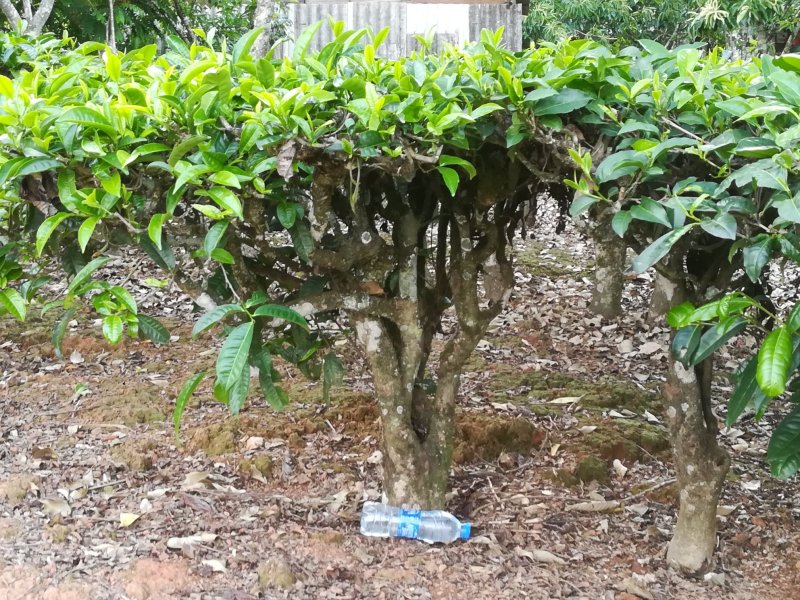 碧螺春～十号青茶一级初长烘青绿茶
