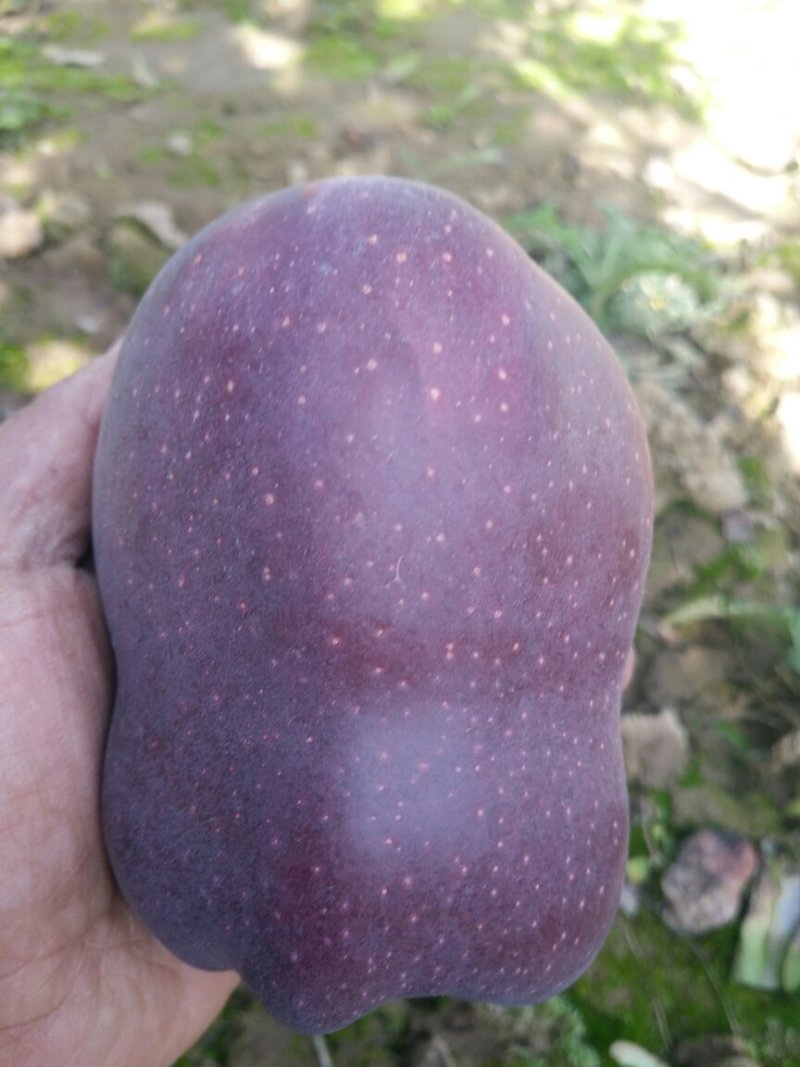 高海拨花牛苹果，全年供货品质有保障，欢迎各位果商前收购