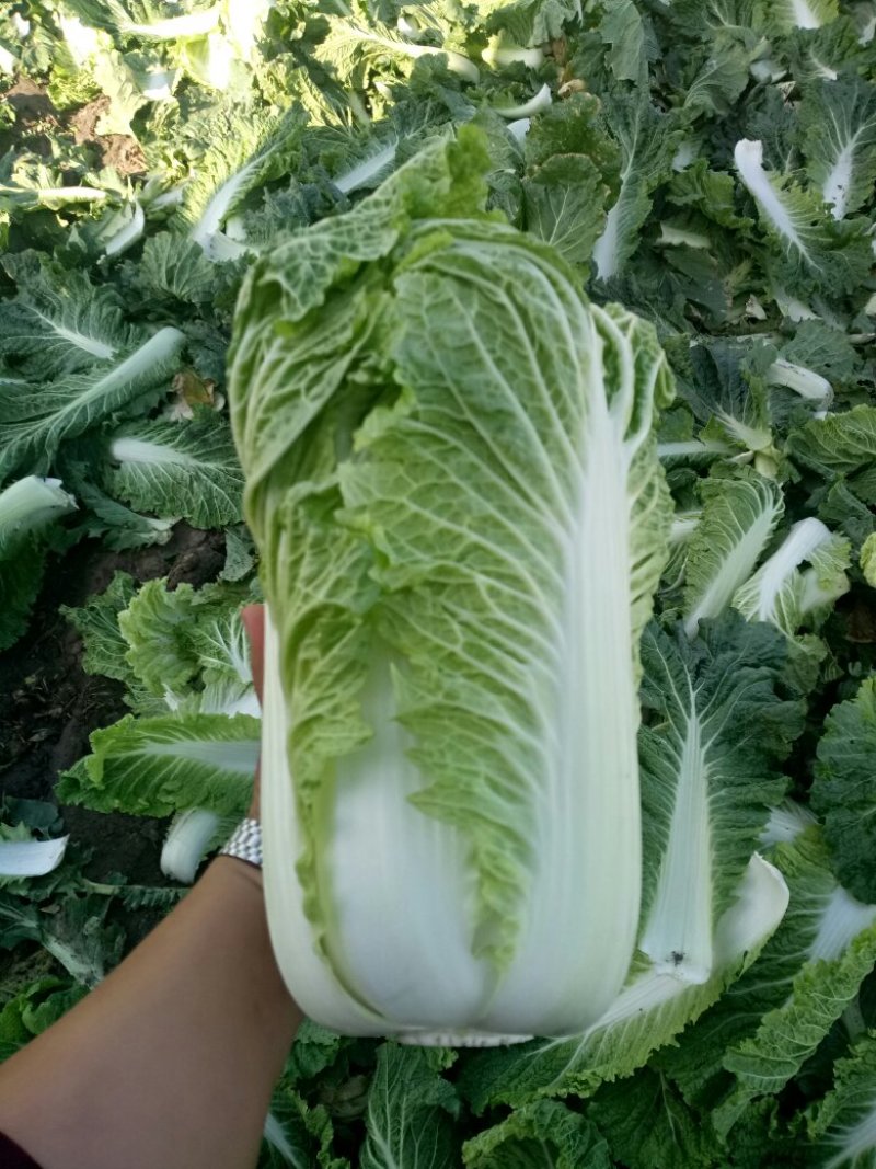 河北玉田大白菜叶绿帮薄皮毛亮，可做各种包装！