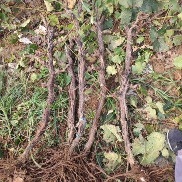 大量葡萄树占地葡萄树