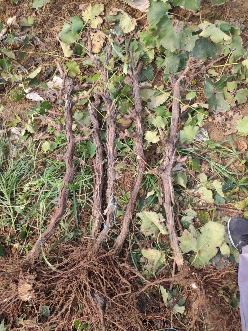 大量葡萄树占地葡萄树