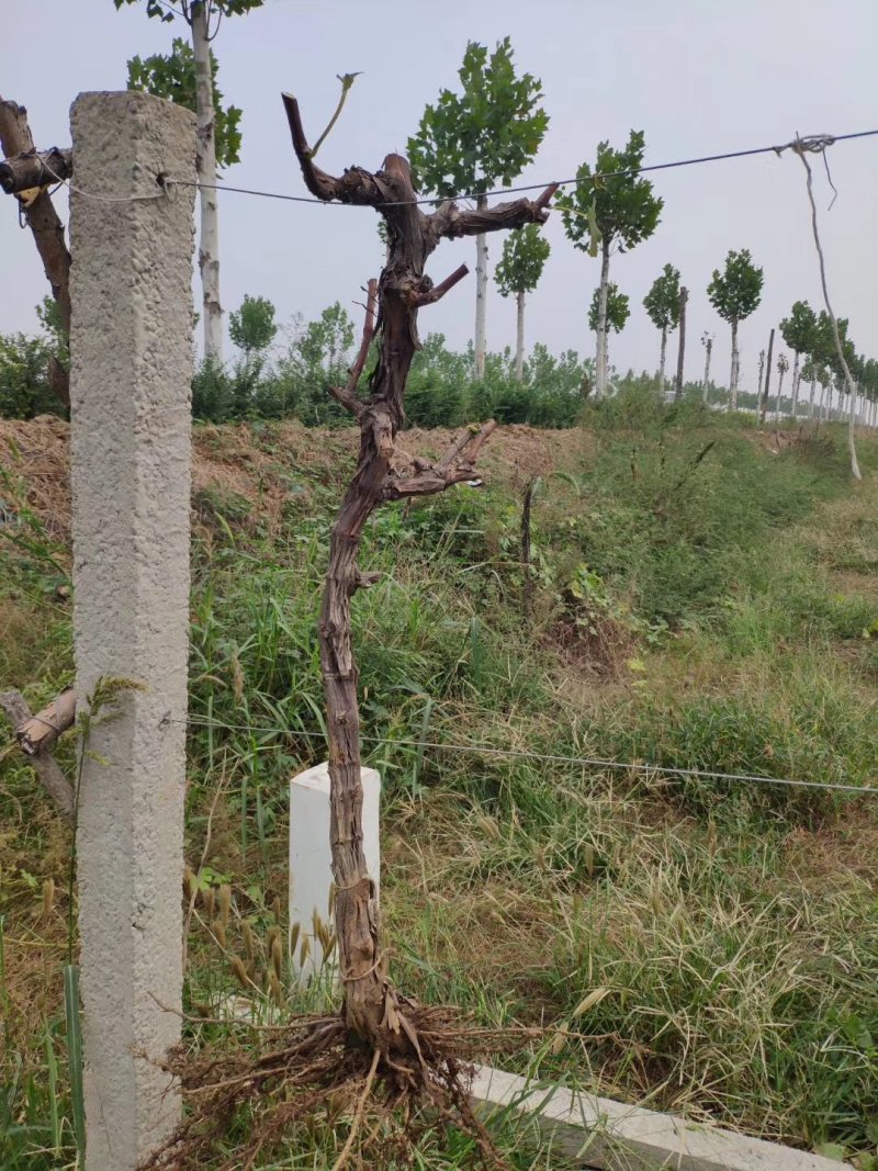 大量葡萄树占地葡萄树