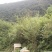 凉山原生态蜂蜜