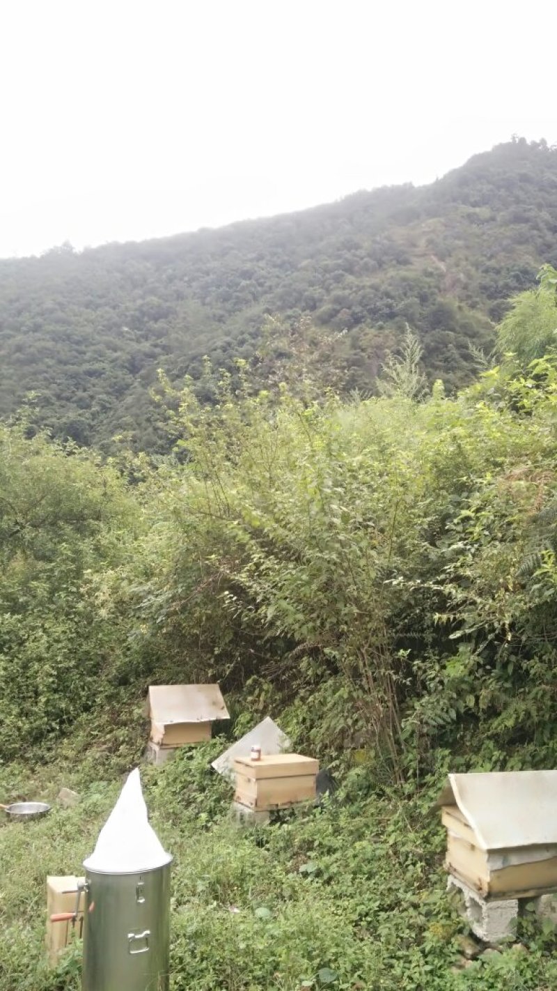 凉山原生态蜂蜜