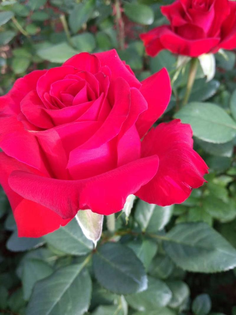 红玫瑰花苗，根系发达抗病能力强，耐热抗寒