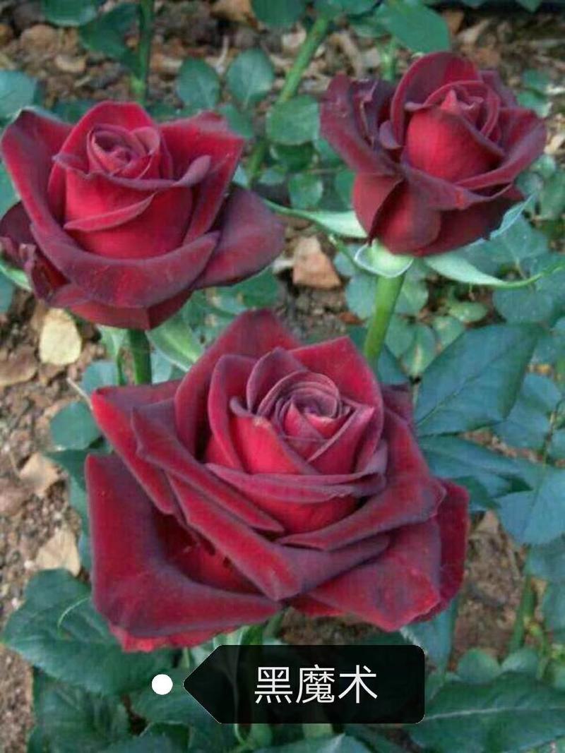 红玫瑰花苗，根系发达抗病能力强，耐热抗寒