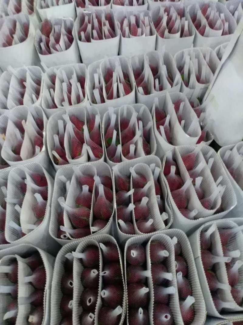 红玫瑰花苗，根系发达抗病能力强，耐热抗寒