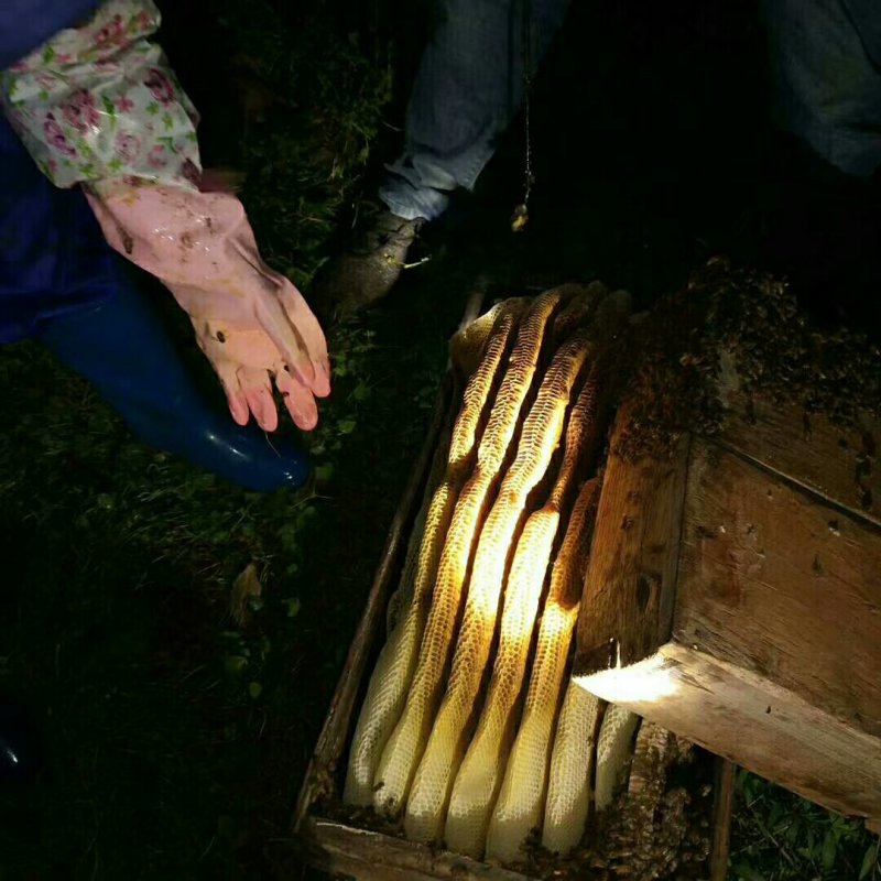 沾化冬枣，枣花蜂蜜