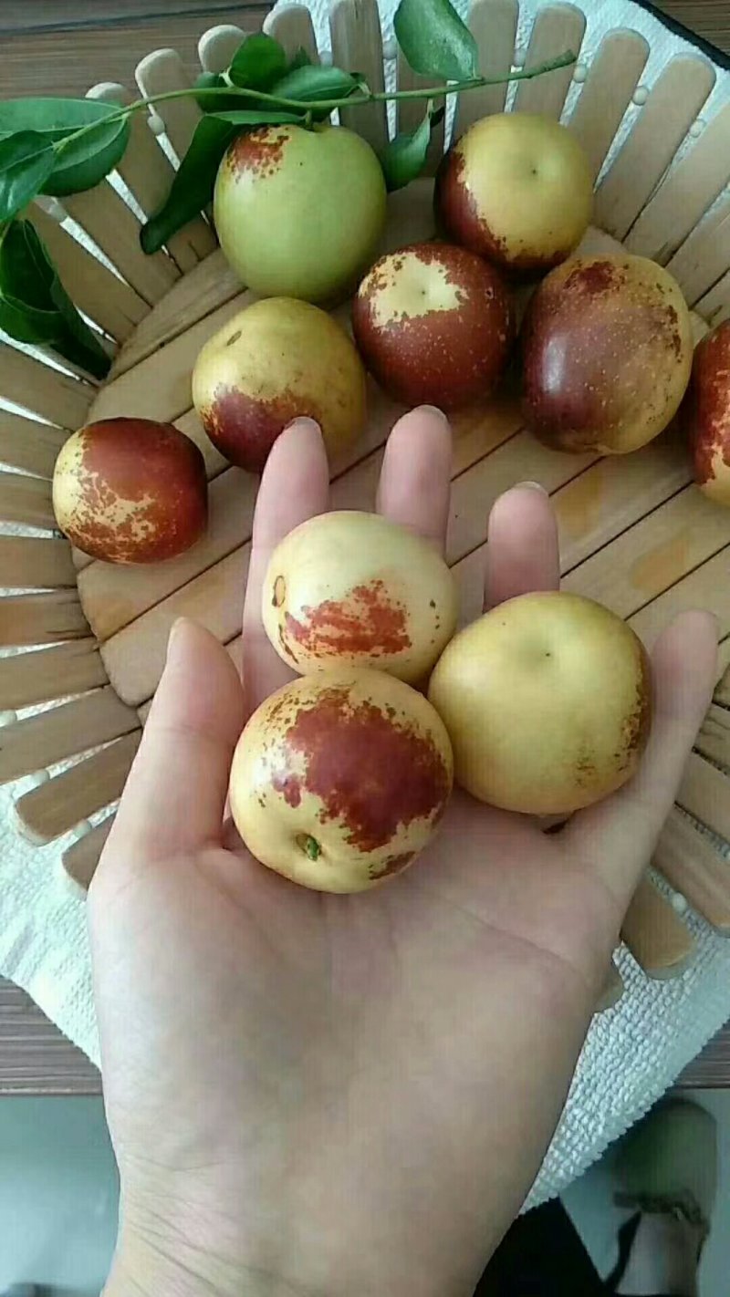 沾化冬枣，枣花蜂蜜