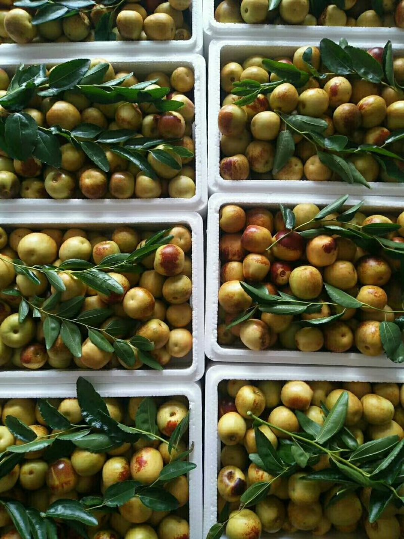 沾化冬枣，枣花蜂蜜