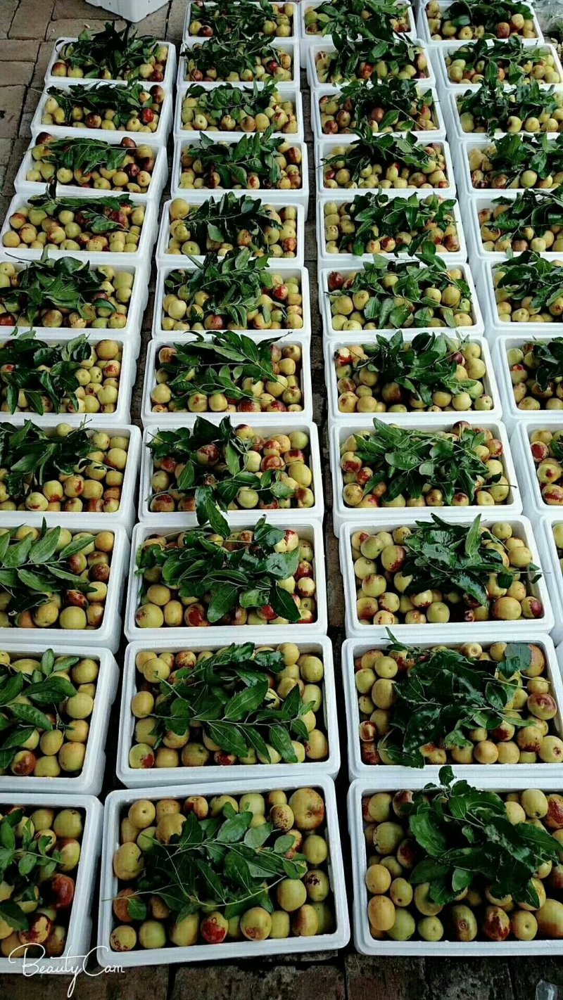 沾化冬枣，枣花蜂蜜