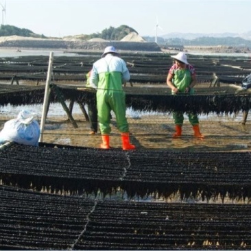 农户直供三水烤干紫菜（巨鲸水产出品）