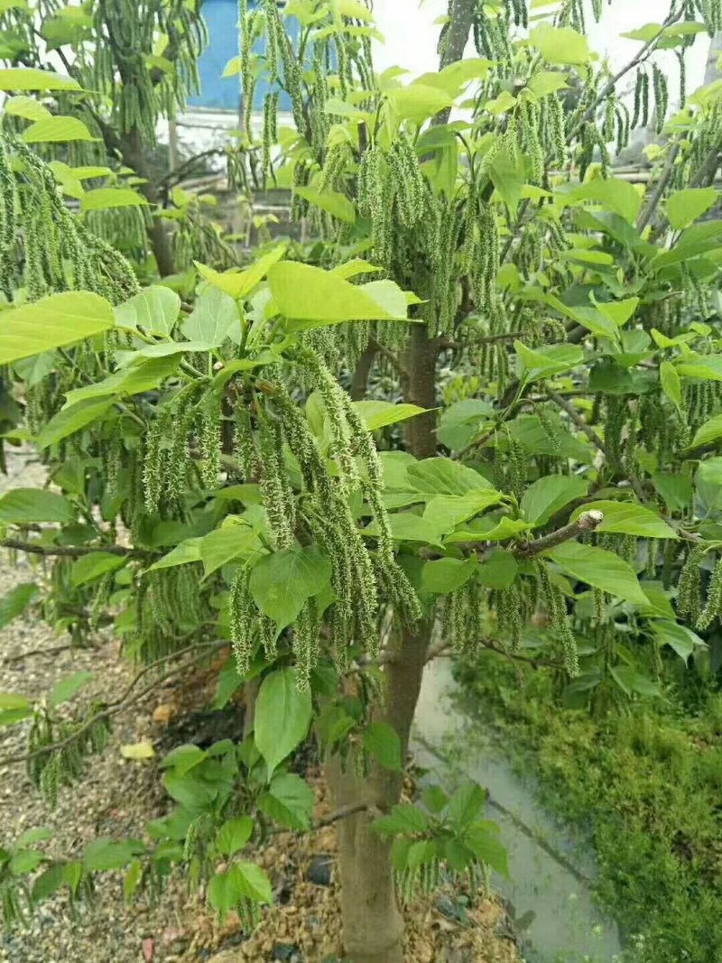 长果桑树苗40~50cm